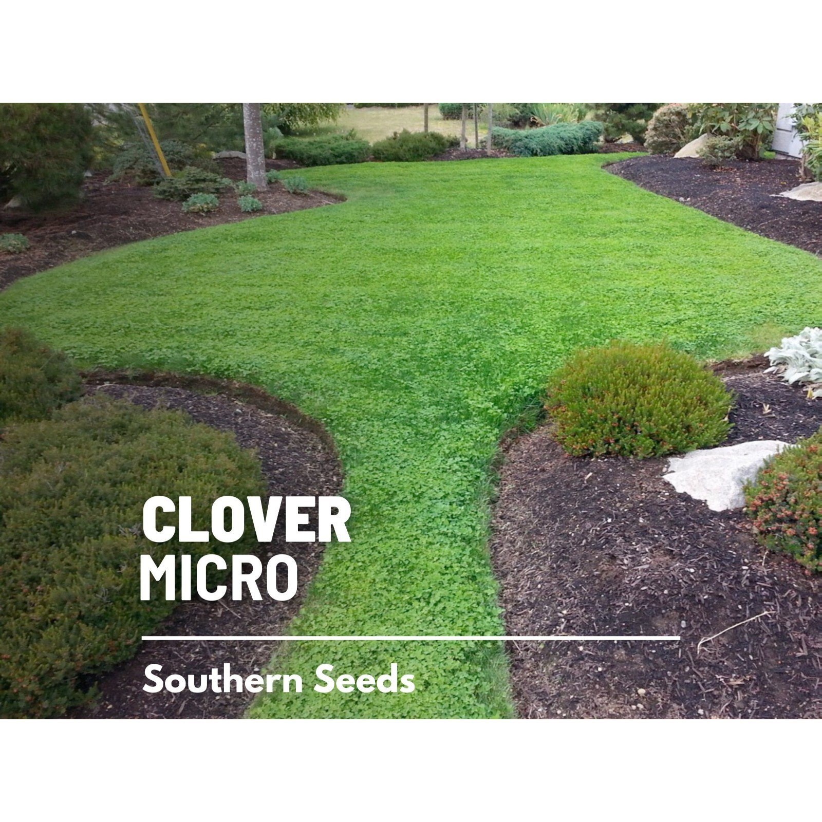 Clover, Micro (Mini) – 10,000 Seeds – Lawn Alternative, Grass Supplement
