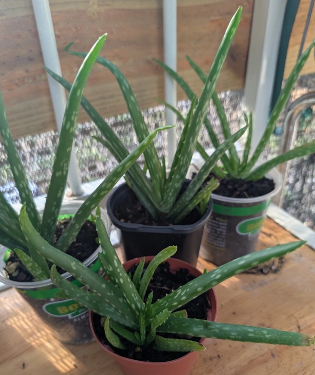 Live Aloe Vera Plants Aloe barbadensis Miller Rooted Bundle Lot Bulk Easy Plant