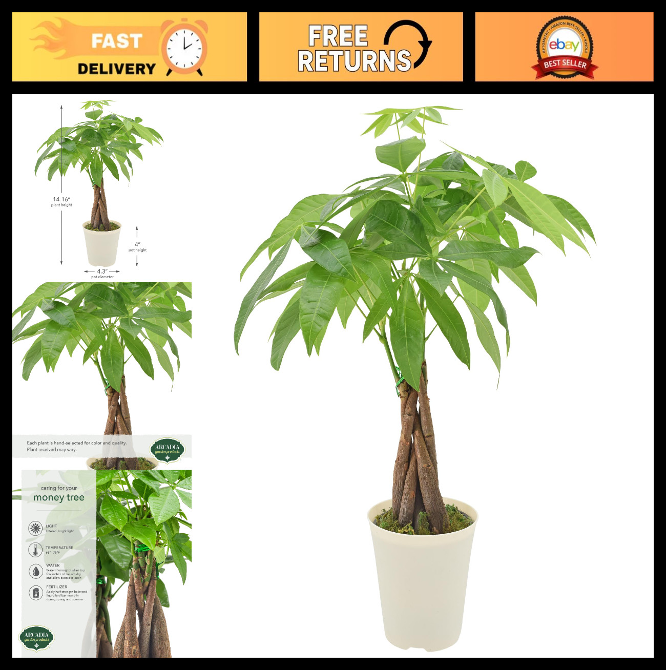 Live Braided Money Tree Plant – Indoor Tropical Houseplant, 4in Beige Pot, Gift