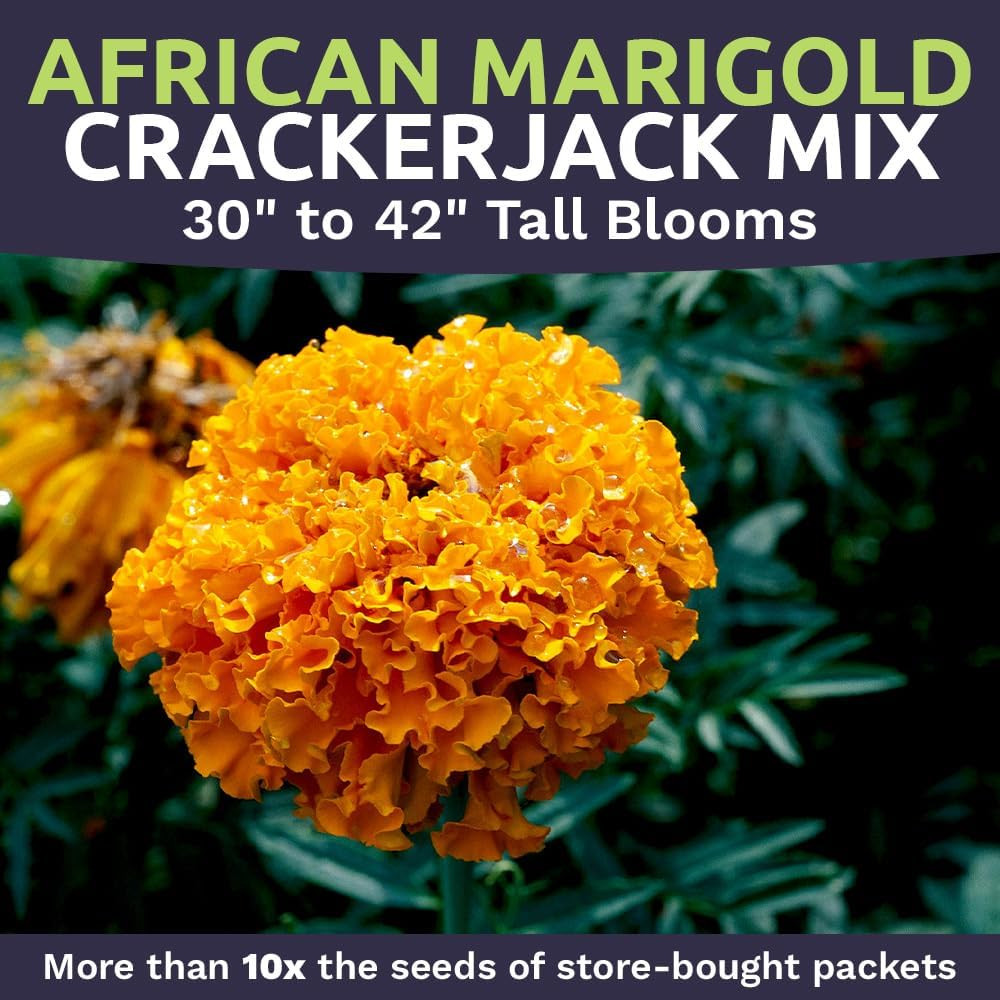 African Marigold Seeds Mix Crackerjack Mix – Bulk 1 Ounce Packet – over 10,000 S