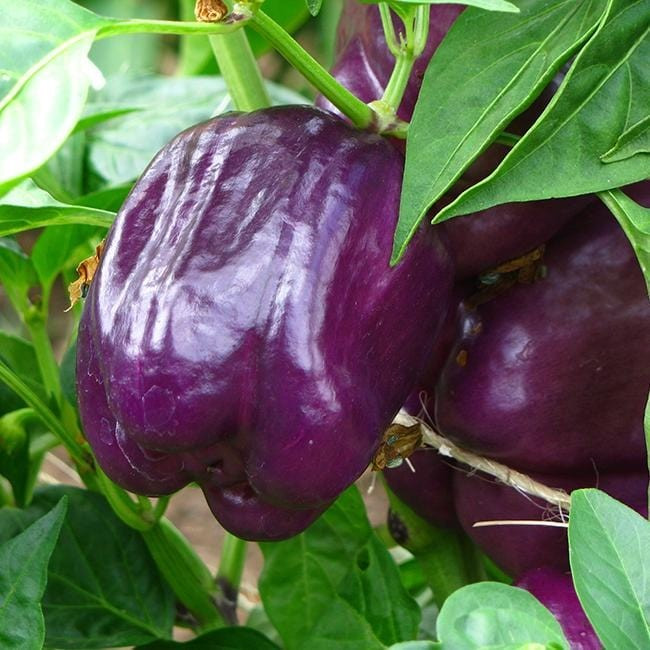 40 Purple Beauty Sweet Bell Pepper Seeds- With Bonus! | Organic Non-GMO Heirloom