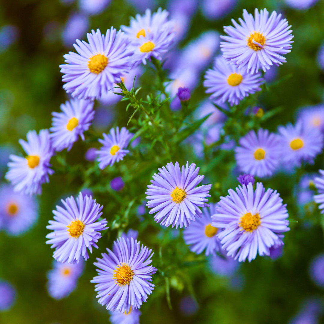 Fresh Premium New England Aster Seeds | Heirloom Non-GMO | Flower Seeds
