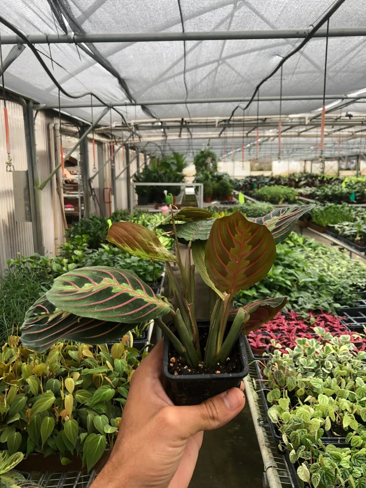 Maranta Red Prayer Plant • Vibrant Herringbone Pattern • 6″ Hanging Basket