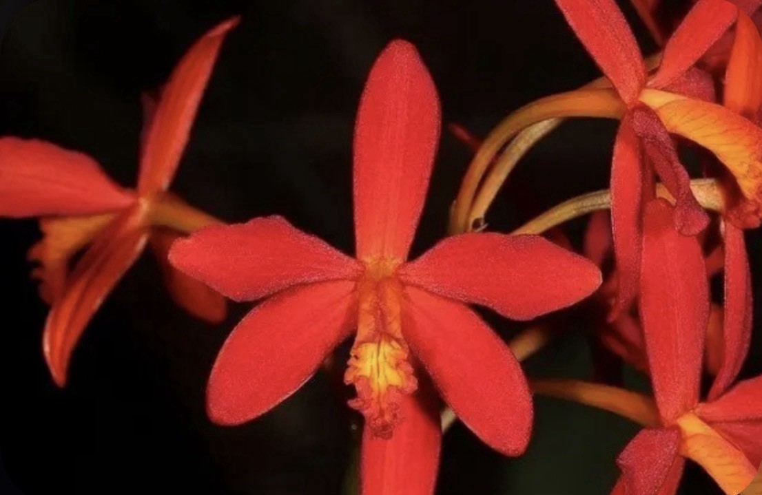 Cattleya milleri Miranda Red Orange Species Orchid Eros New Growth 4” Pot