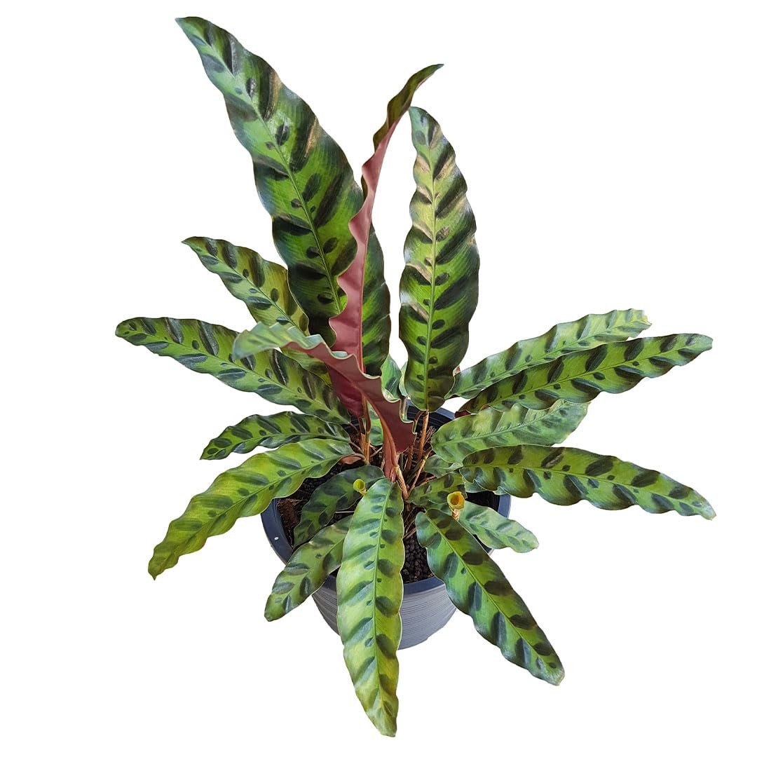 American Plant Exchange Live Calathea Rattlesnake – 4-Inch Pot – Pet-Friendly Tr