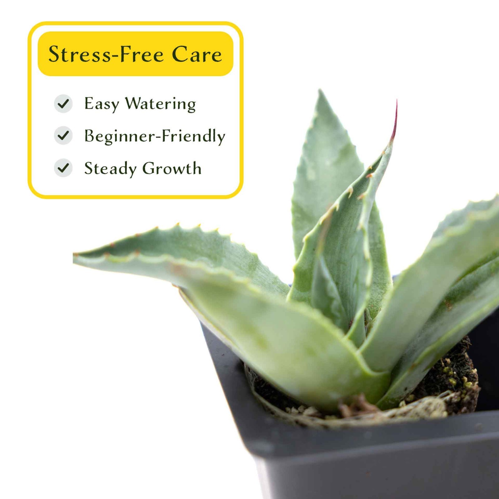 2 Whale’s Tongue Agave Succulent Plants in Nursery Cubes (Agave ovatifolia)