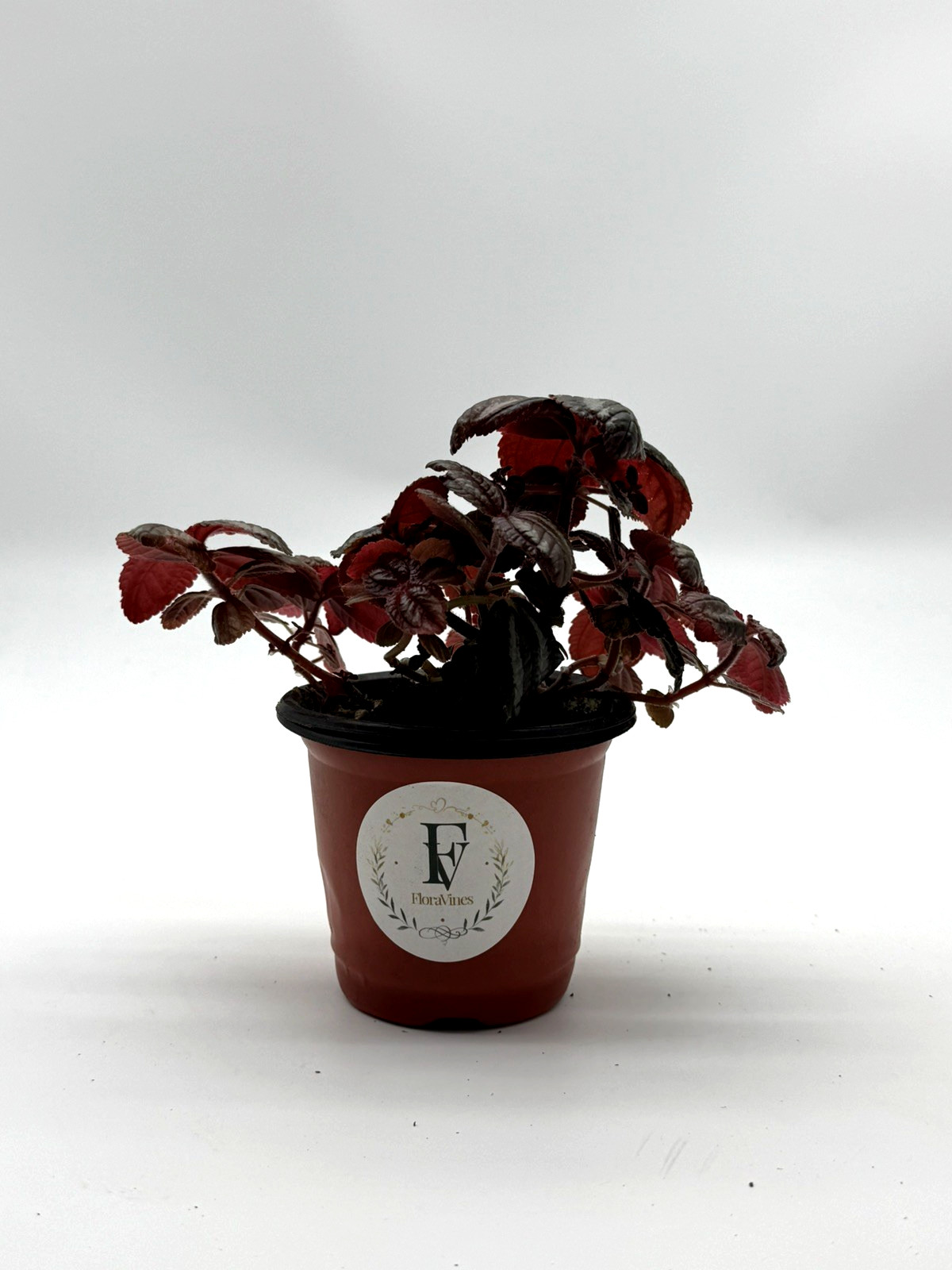 Pilea Moon Valley Friendship Plant Live Plant 4″ Pot Rare Tropical Houseplant