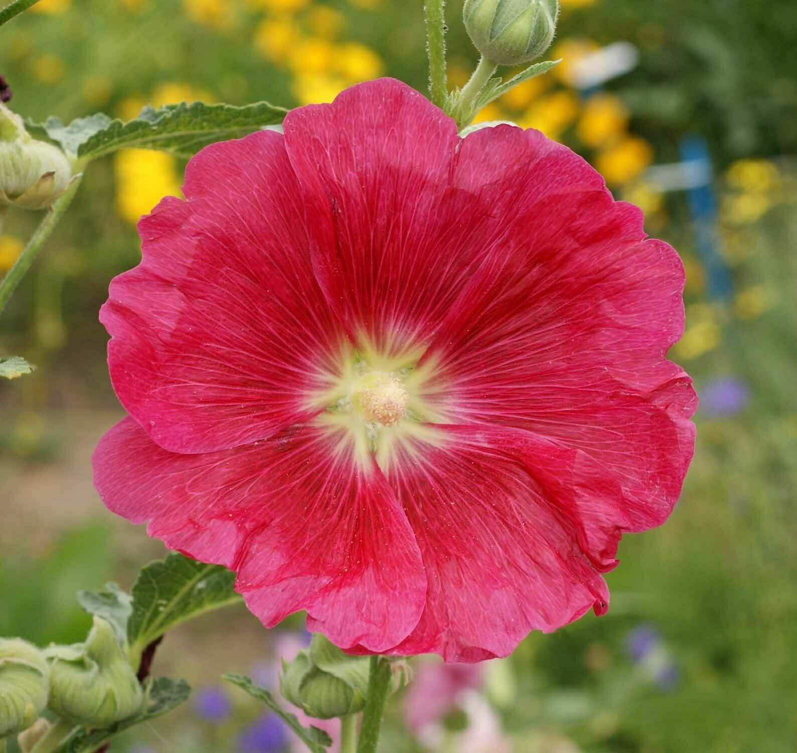 Hollyhock Flower Seeds Mixed Colors Alcea Rosea (100 to 1000 SEEDS)