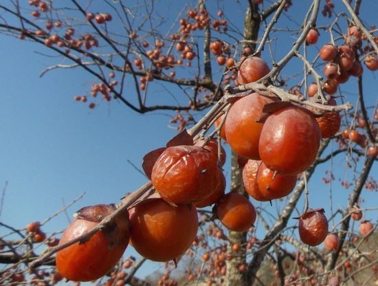 20 stratified seeds of American Persimmon