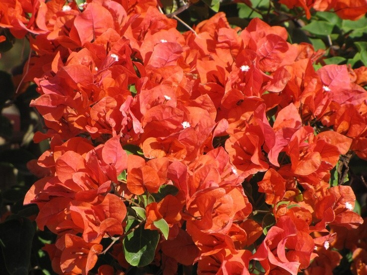 Bougainvillea – ‘Flame’