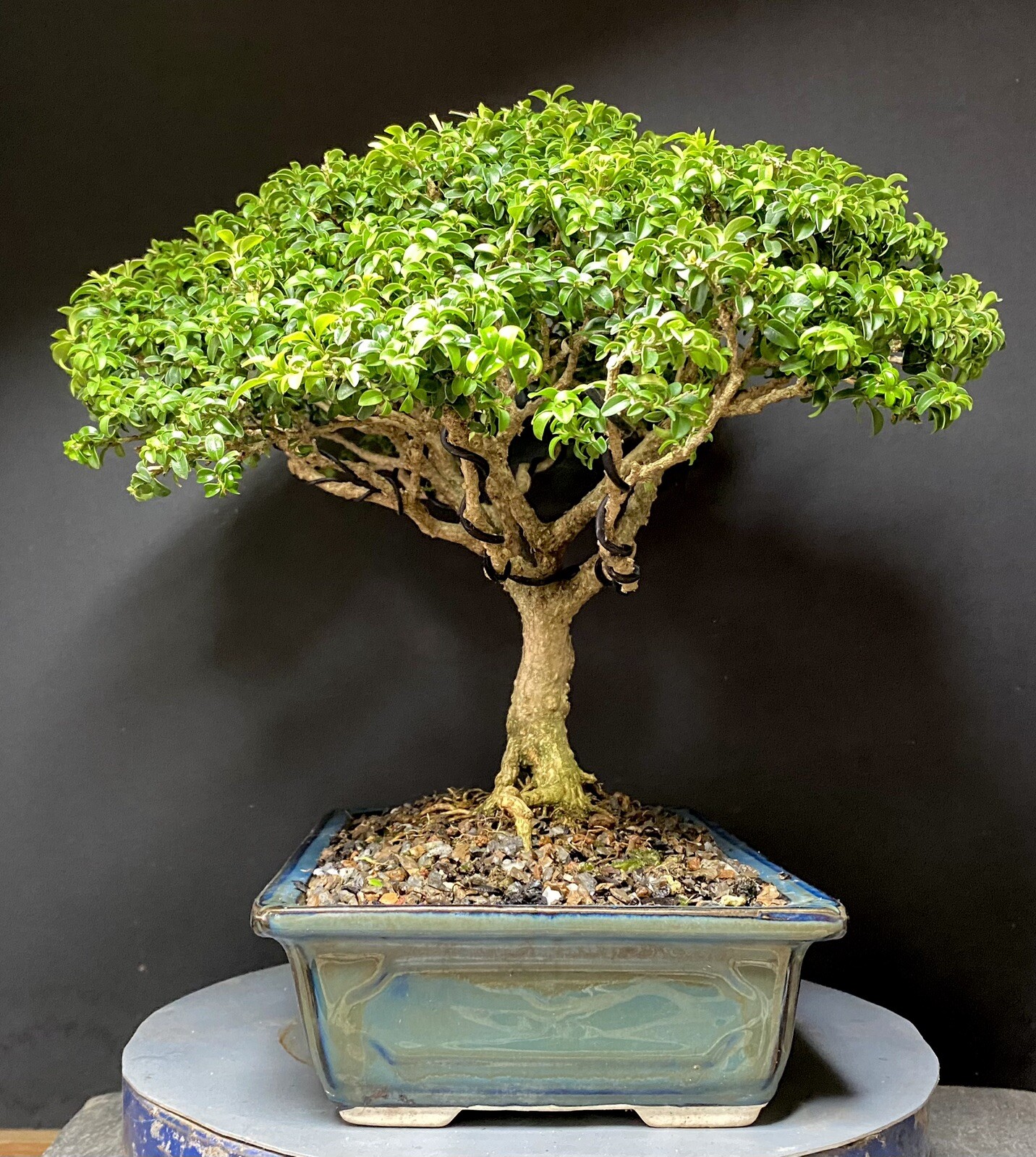 Bonsai Tree Kingsville Boxwood 25-27 Years 11 1/2” Tall, Taiwan Blue Glazed Pot