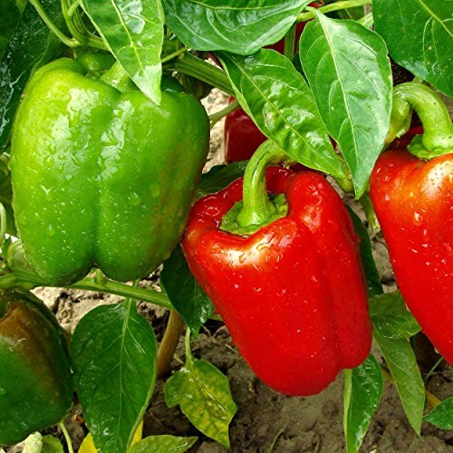 The Old Farmer’s Almanac Heirloom Sweet Pepper Seeds (Big Red) – Approx 30