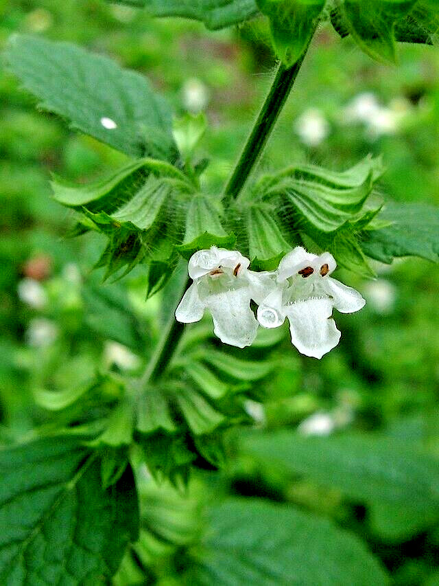 LEMON BALM 100 SEEDS, MELISSA OFFICINALIS, HERB, mariesgreengarden
