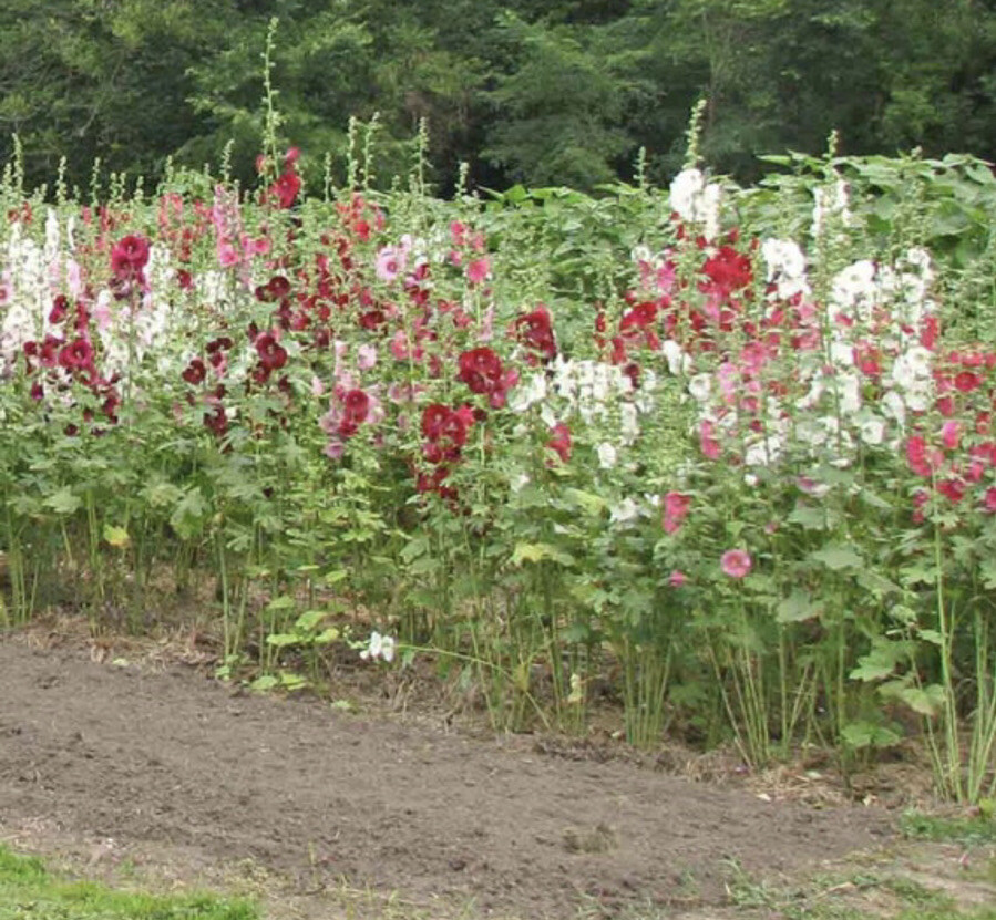 HOLLYHOCK – INDIAN SPRING MIX – PERENNIAL FLOWER – 50 Seeds