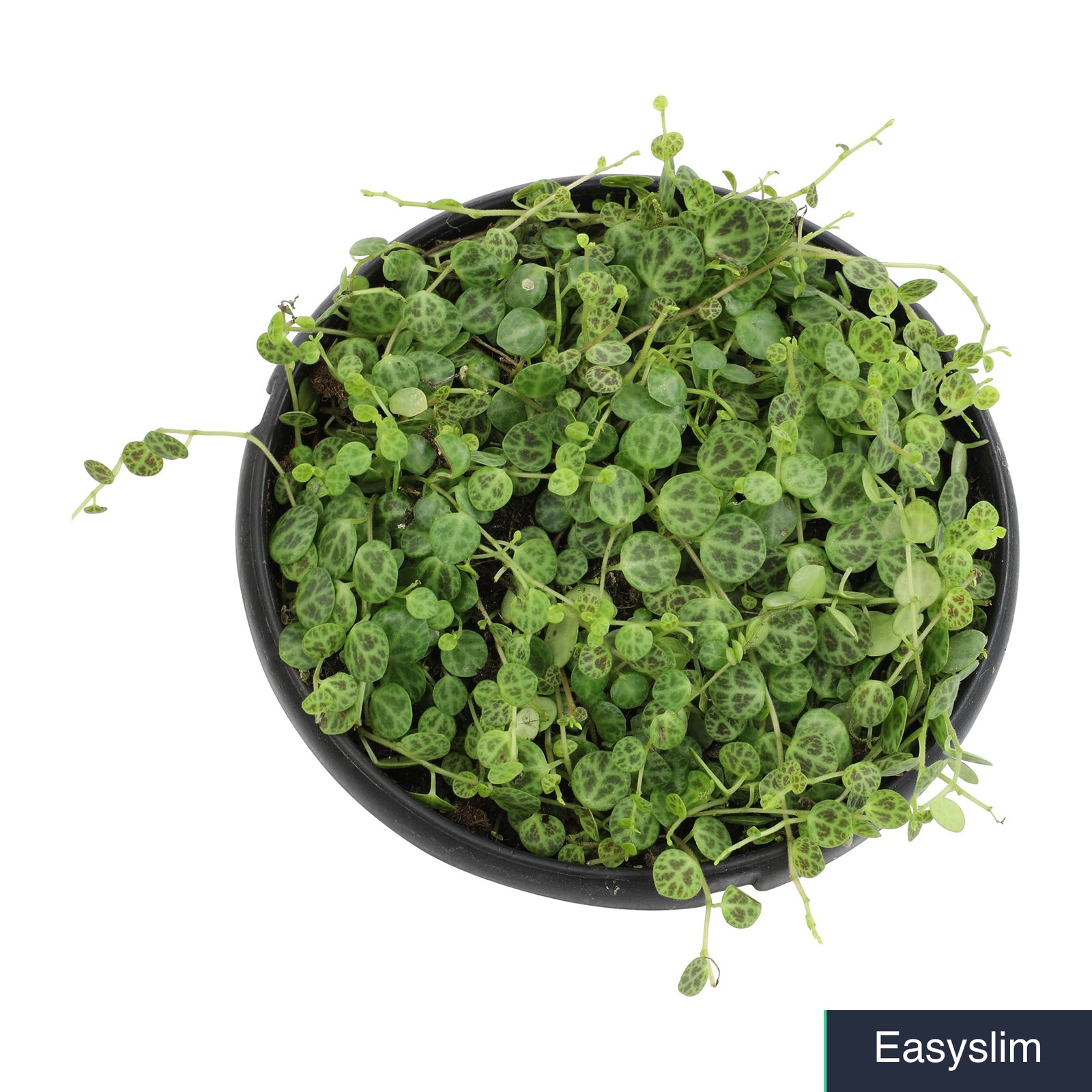 String of Turtles Live Plant Peperomia prostrata Pet Friendly Non-Toxic