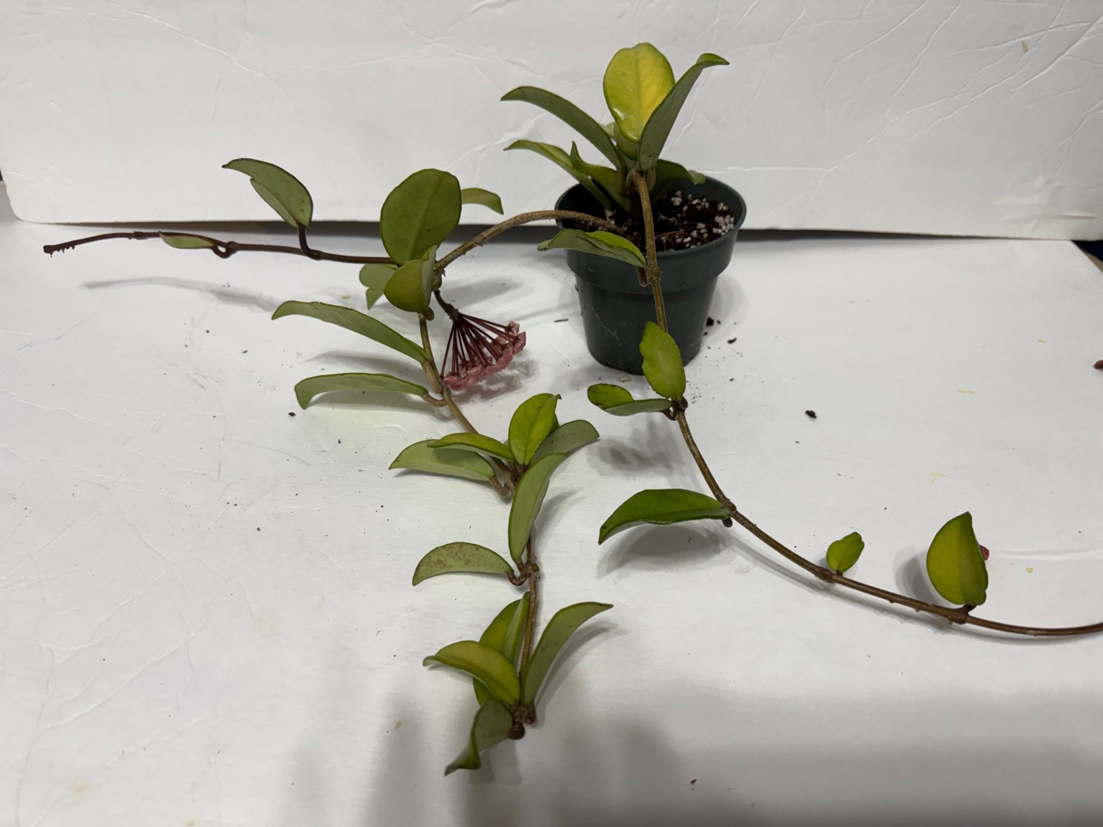 HOYA CARNOSA 4″-#20 with 1 budding flower