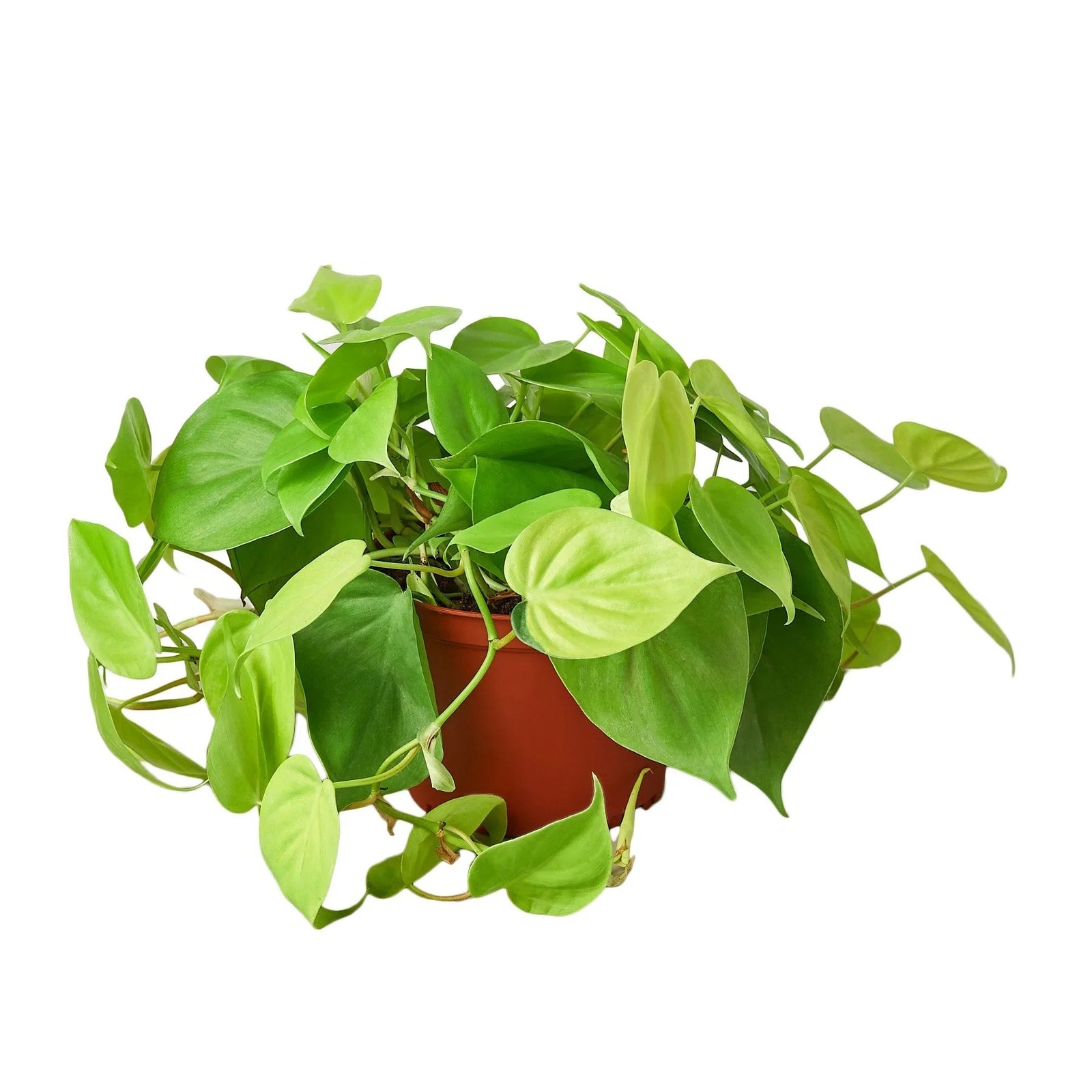 Philodendron ‘Neon’