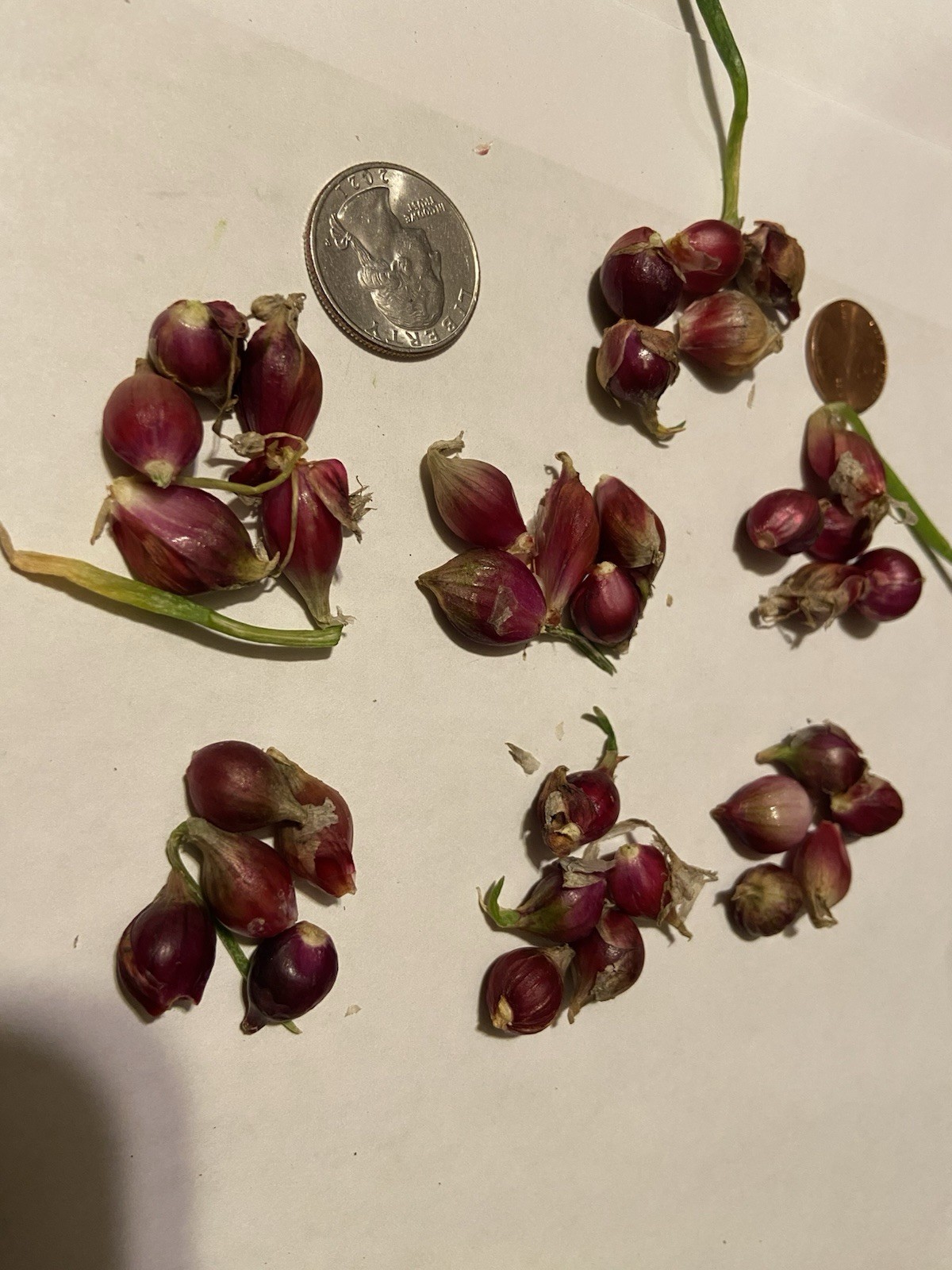 Egyptian Walking Onion Bulblets 30 Smaller Sz Lot Organic Heirloom 2026 Harvest