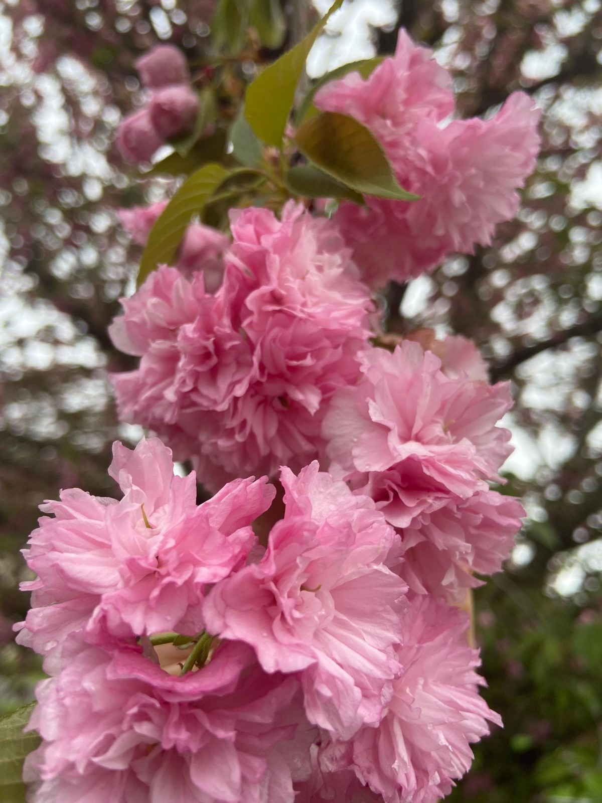 Cherry Kwanzan Tree 2.5” in Pot 6-14″ Height