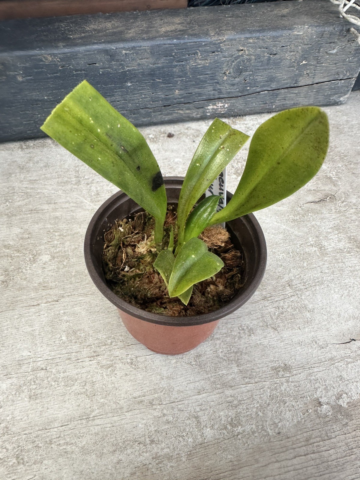 Masdevallia orchid Dracuvallia fleur