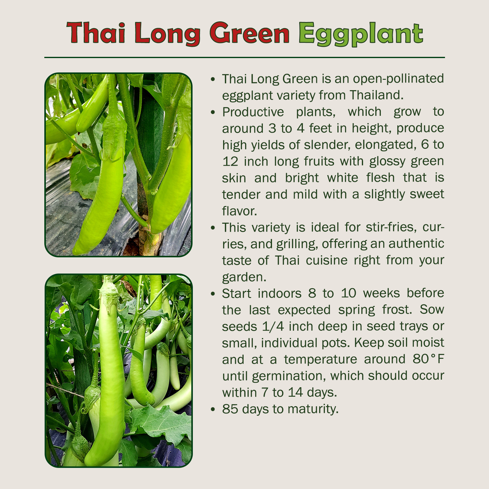 20 Thai Long Green Eggplant Seeds, Solanum melongena, Non-GMO, Genuine USA