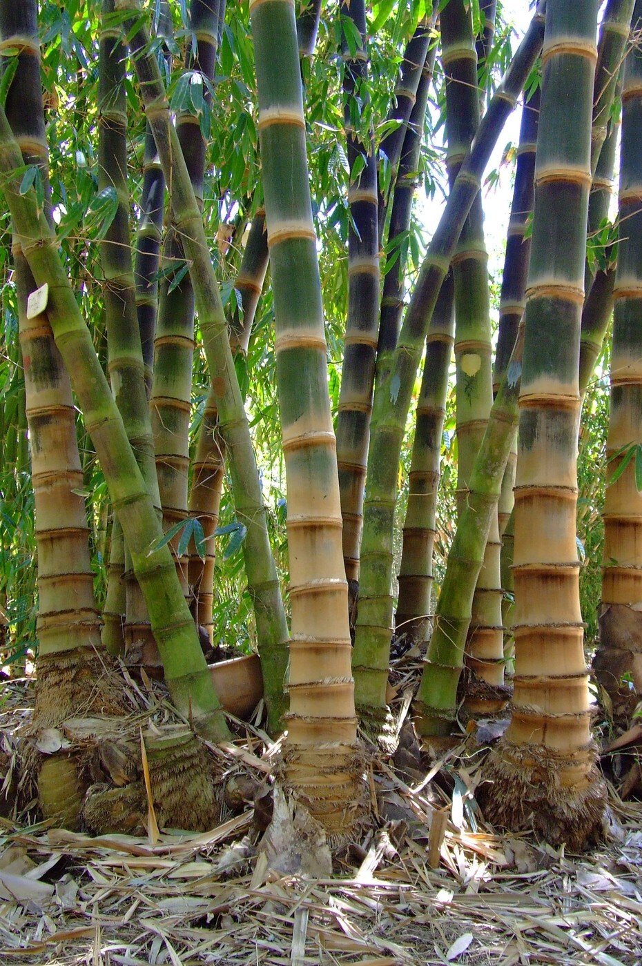 50 Black Asper Bamboo Seeds Privacy Plant Garden Clumping Shade Screen US SELL
