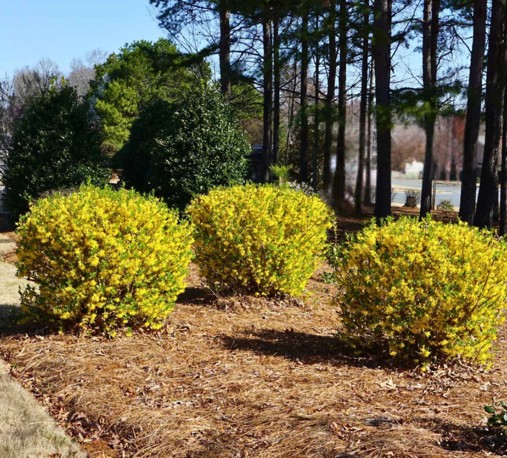 Lynwood Gold Forsythia Plant – 4″ Pot – AK: Bareroot Oct–May – No Ship PR, HI