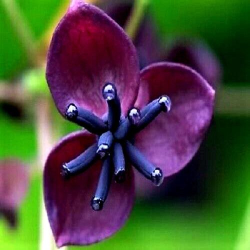 CHOCOLATE VINE SEEDS “3-LEAF” (A. trifoliata) Rare Hardy Fruit Flower Climber
