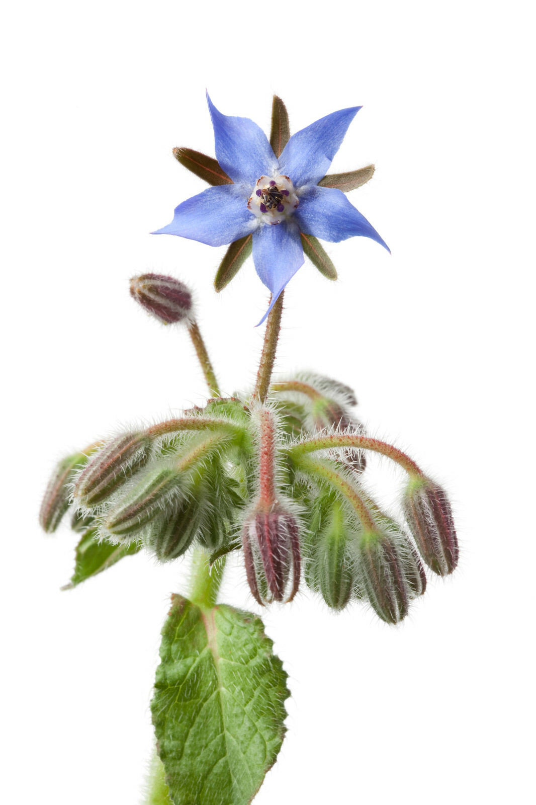 Borage Flower Seeds 75+ (Borago Officinalis) | A Medicinal Herb & Edible Flower