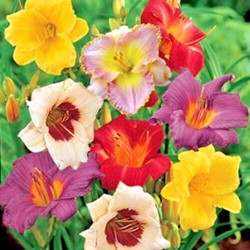 Hemerocallis Daylily ONCE UPON A TIME MIX 3 Live Flower Plant Root Reblooming