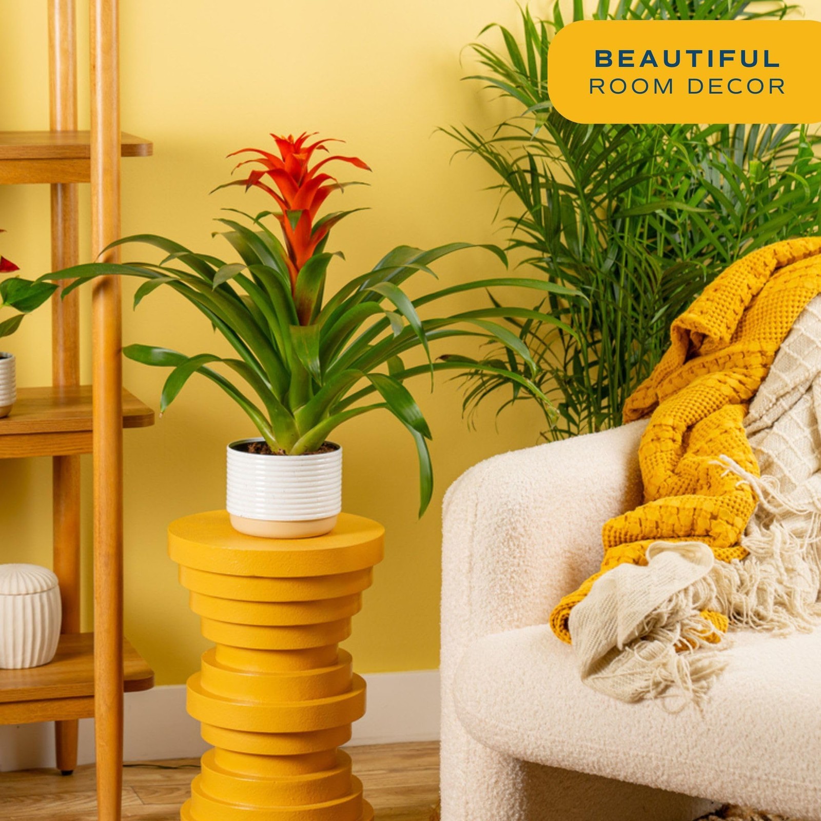 Costa Farms Bromeliad Flowers 20-Inches Indoor Houseplant In Garden Flower Pot