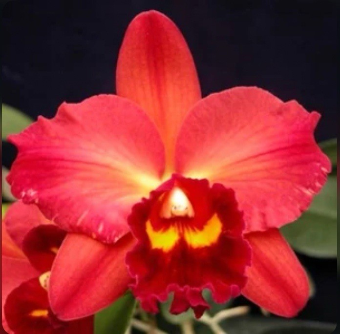 Potinara Chyong Guu Sun X Odom’s Sweetheart ‘Hawaii’ Seedling Orchid 2” Pot