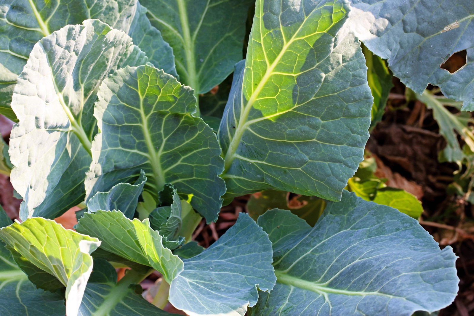 1000 PREMIER KALE Early Hanover Brassica Oleracea Greens Vegetable Seeds *CombSH