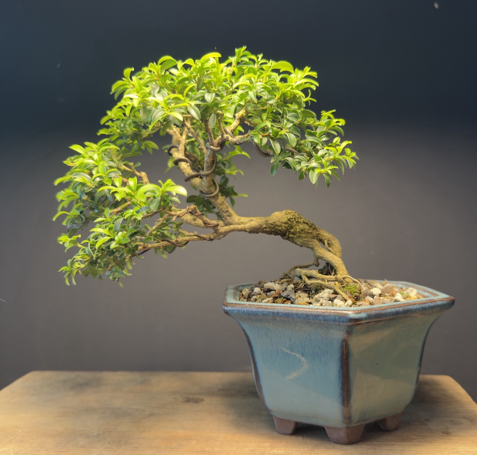Bonsai Tree Kingsville Boxwood 10+ Years Old 5 1/2” Tall Quality Chinese Pot
