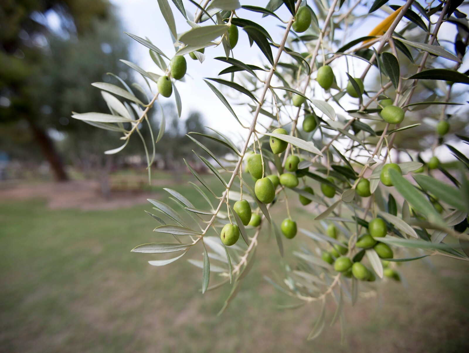 Olive Tree Live Plants Olea Europaea – 8 to 15in fully rooted cuttings