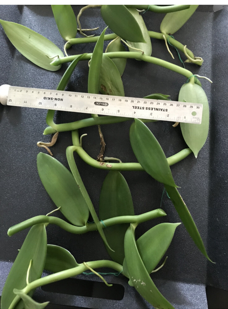 Vanilla Bean Orchid, 10” Aprox Inches Fresh Cutting