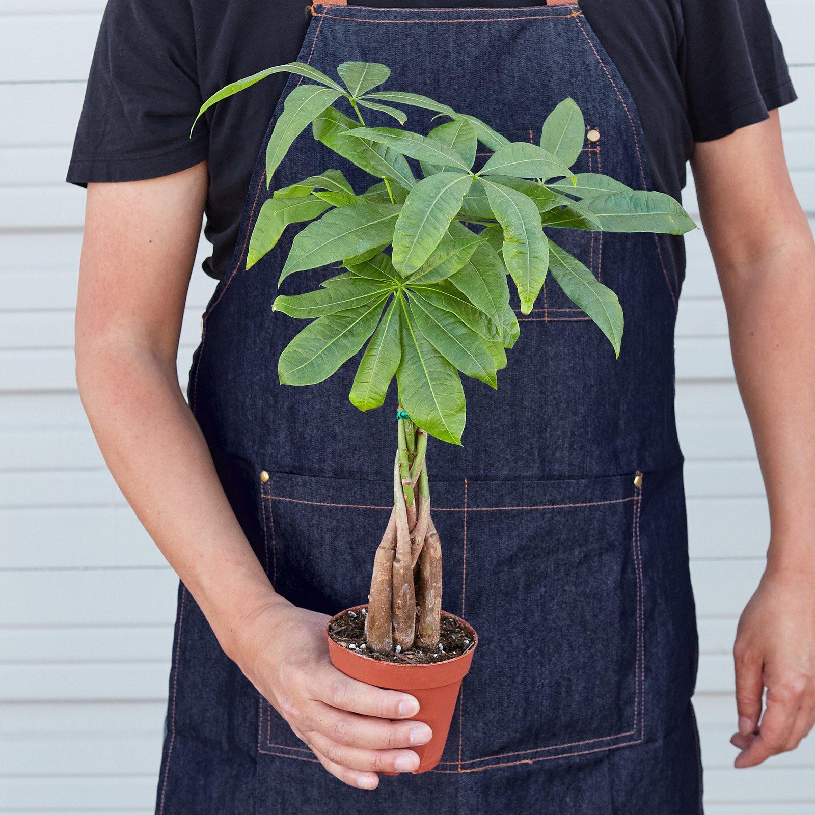 Braided Money Tree Pachira aquatica • Guiana Chestnut • 6″ Pot Good Luck Plant