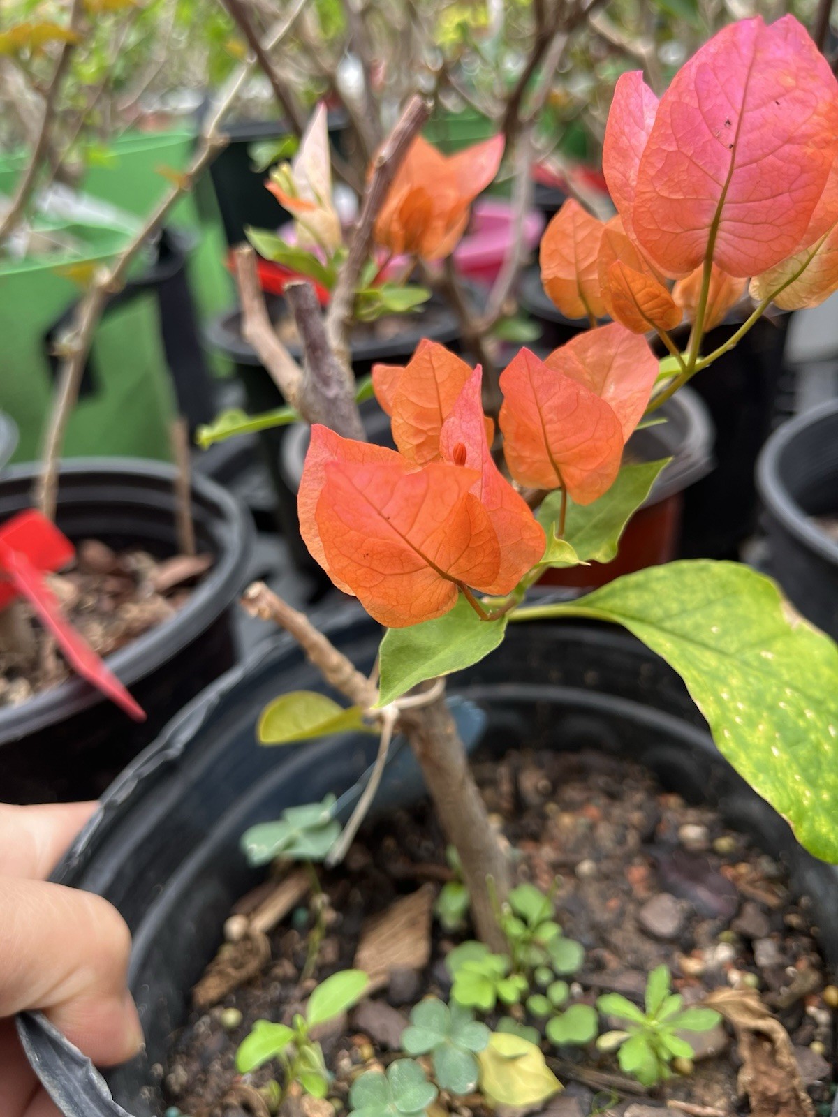 Multi Colors Orange Lipstick 橙口红三角梅Maharani Bougainvillea Bonsai small Size