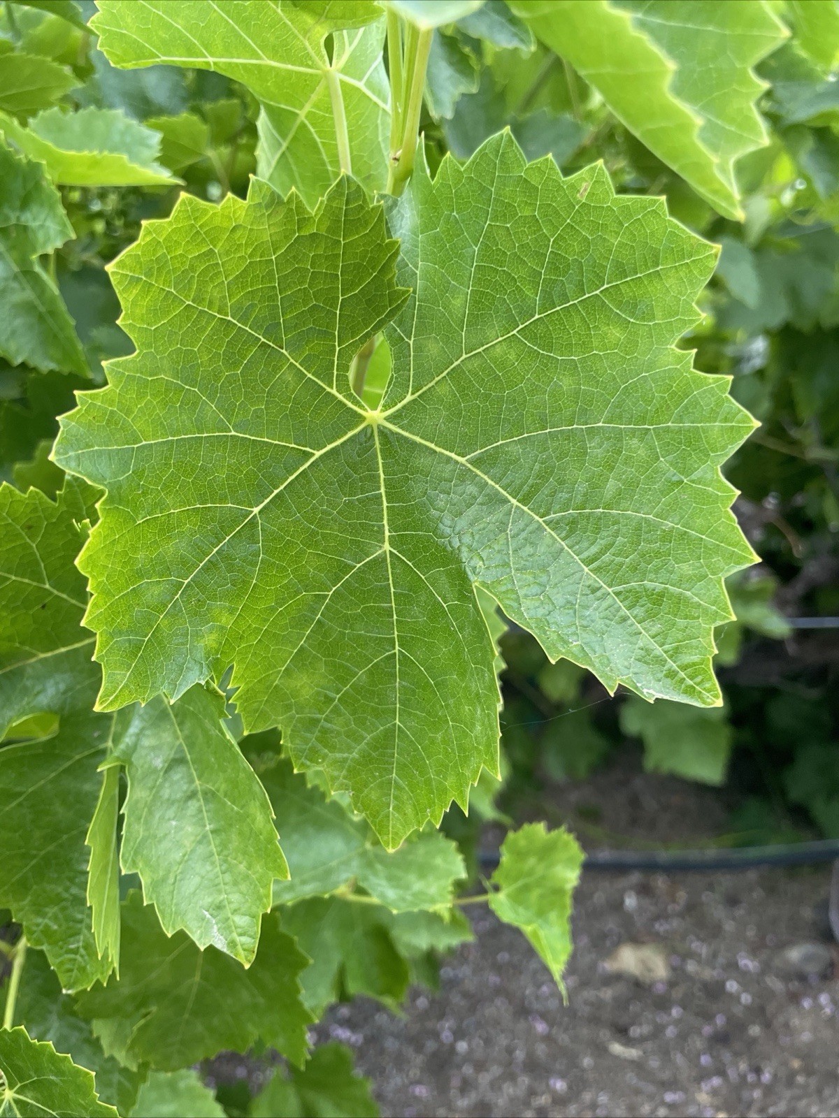 Fresh Organic Grape Leaves (20-25 leaves) – Home Grown, Handpicked, No Chemicals