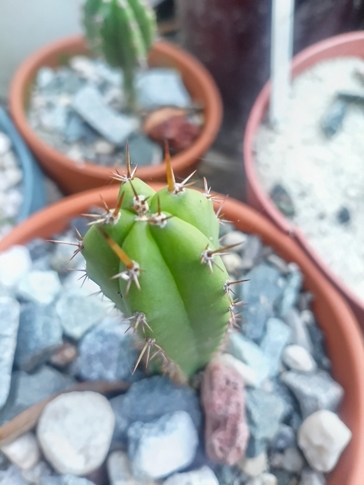 Echinopsis Rare Seed Grown Yearling packs of 5 for 20$?Cultivars In Description