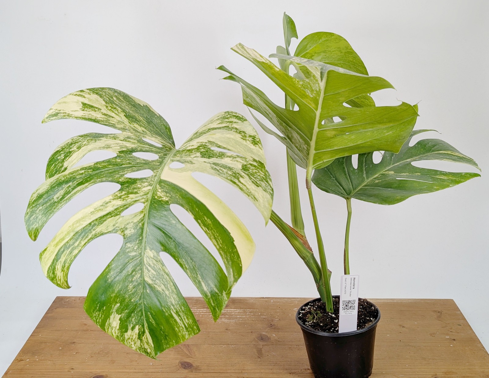 Monstera Aurea Tricolor – Approx 2ft Tall – Mature Exact Plant #26D – 6″ Pot