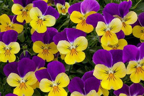 Viola cornuta | Johnny-Jump-Up | Violet-Yellow | 100 Seeds