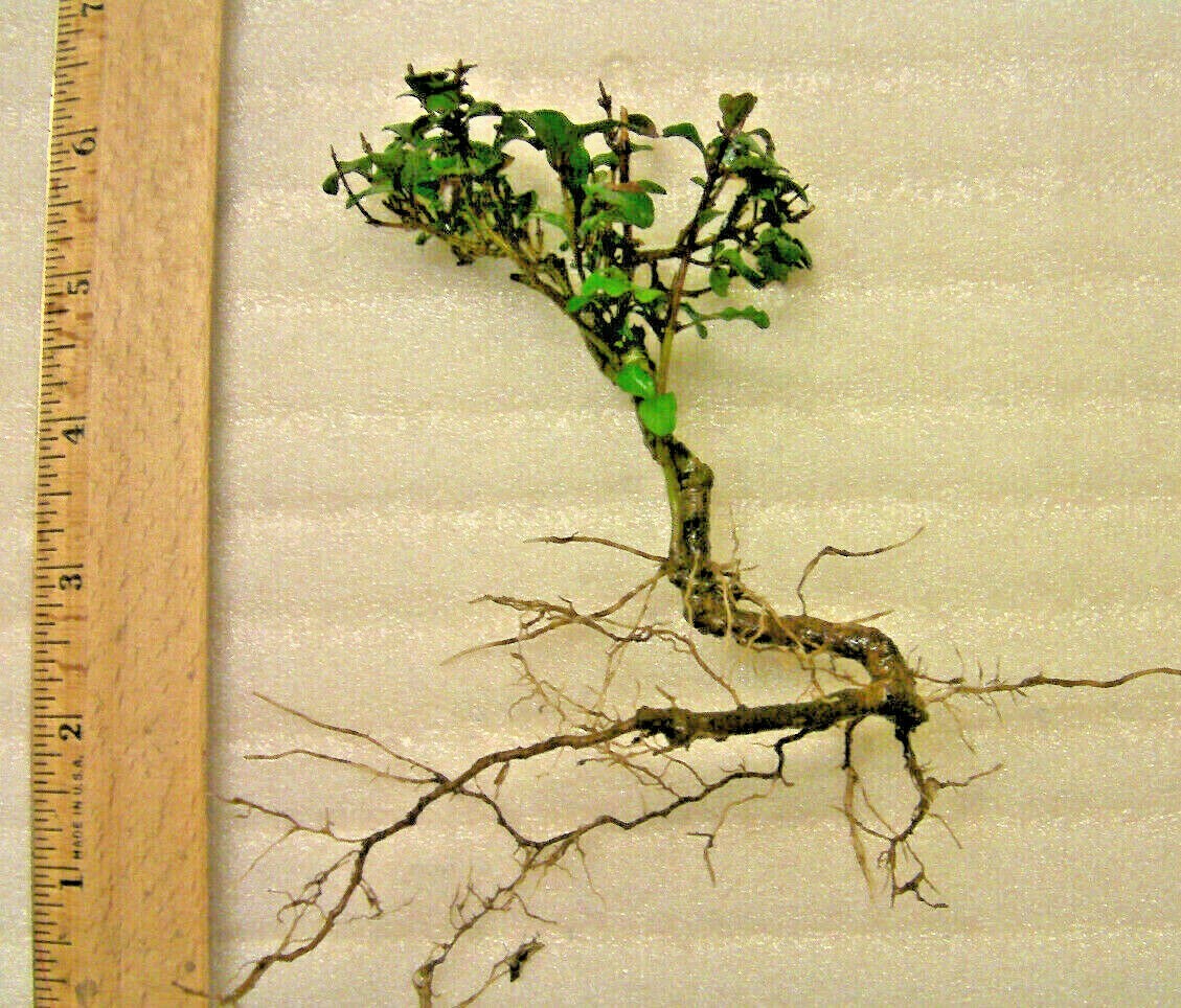 Mystery evergreen tree, unknown very hardy, pre-bonsai pre bonsai plant