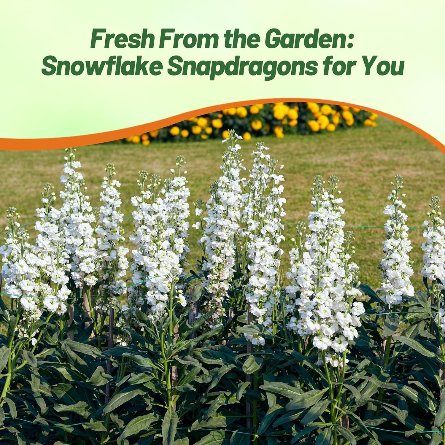 10000 Seeds Snapdragon Seeds – Tall White Snapdragon Flower Seed