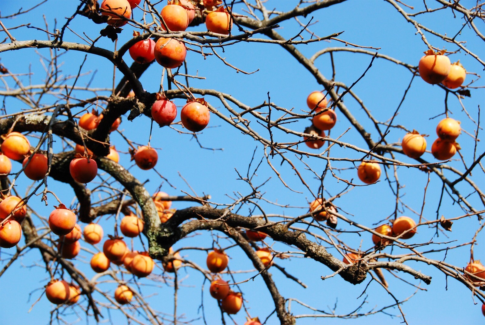 40+ JAPANESE PERSIMMON TREE SEEDS (Diospyros Kaki) Asia Hardy FREE SHIPPING #54
