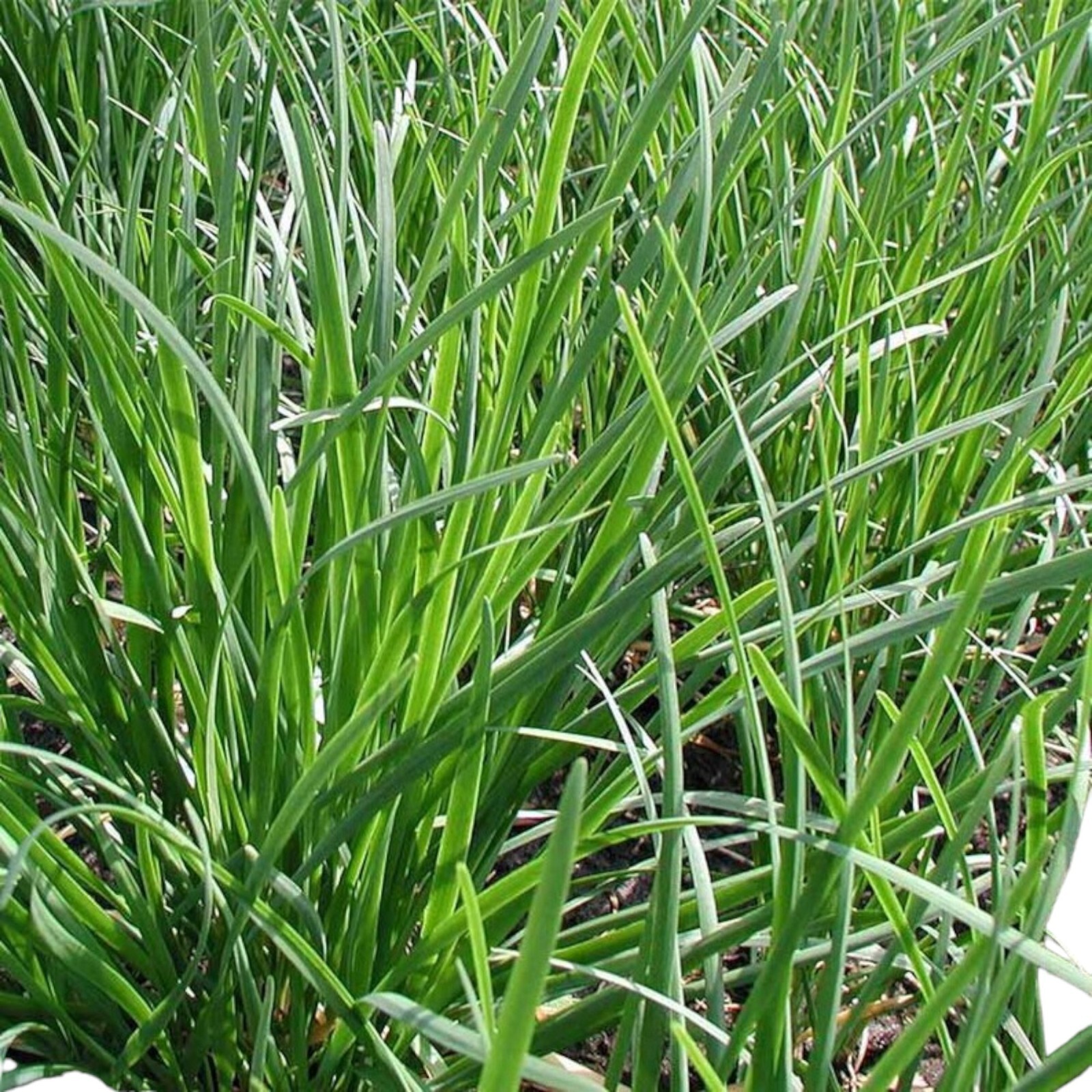 Garlic Chive Seeds – 500 Seeds – Non-GMO Heirloom Chinese Chives