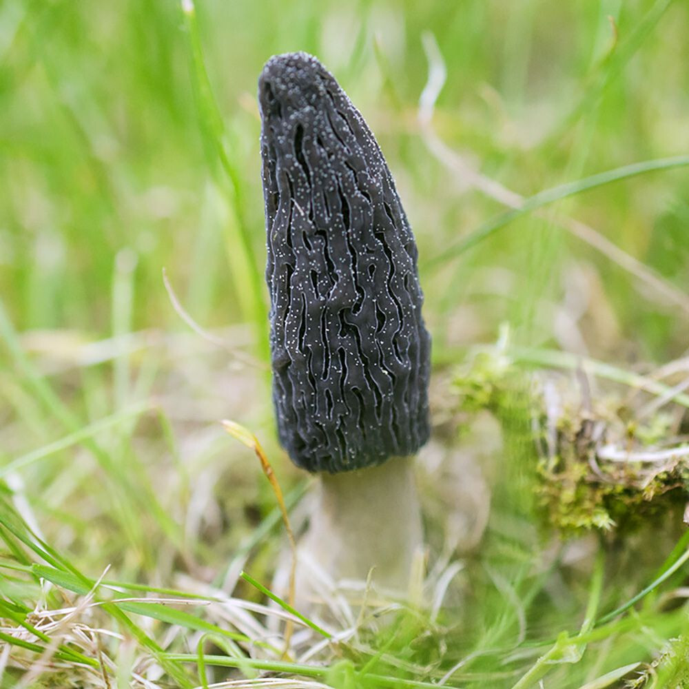 Morchella importuna Liquid Culture