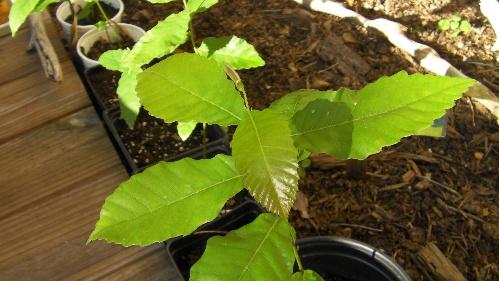 Two Dunstan American-Chinese chestnut trees, seedlings in pots, 1-2 ft tall