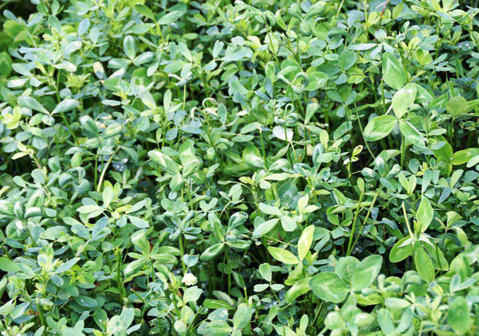 Alfalfa Cover Crop Seeds Coated – USA SELLER!