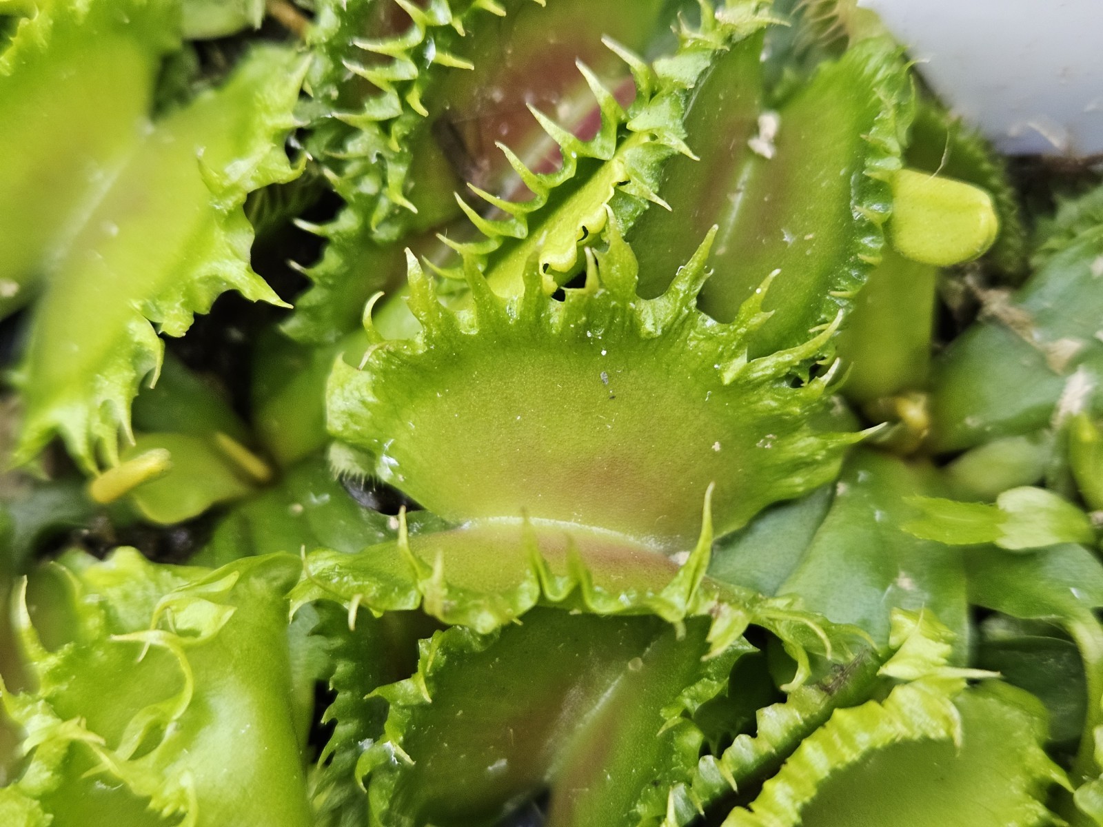 1 live potted “Chinese Dumpling” Venus Flytrap in a 2 inch pot